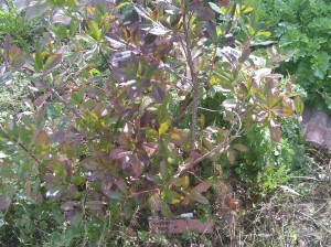 Aardbeiboom/ Strawberry tree (Arbutus unedo) 